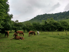 Brazil-Rio/Sao Paulo-Darwin's Rainforest Trail